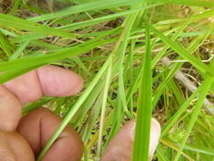 Setaria corrugata