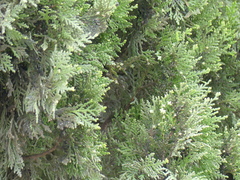 Platycladus orientalis