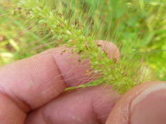 Setaria corrugata