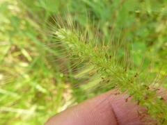 Setaria corrugata