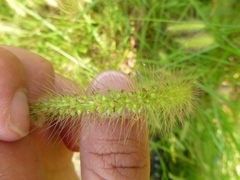 Setaria corrugata