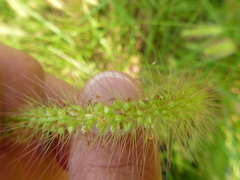 Setaria corrugata