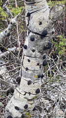 Annulohypoxylon
