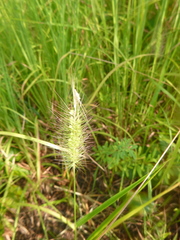 Setaria corrugata
