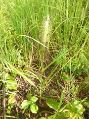 Setaria corrugata