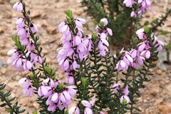 Tetratheca pilosa