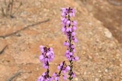 Tetratheca pilosa