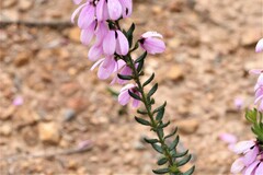 Tetratheca pilosa
