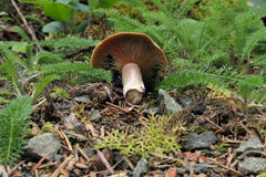 Lactarius aurantiosordidus