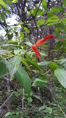 Salvia sessei