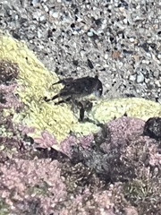 Pachygrapsus crassipes