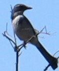 iNaturalist observation photo of California Scrub-Jay