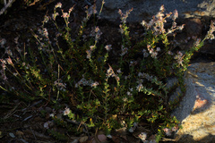 Eriogonum wrightii membranaceum
