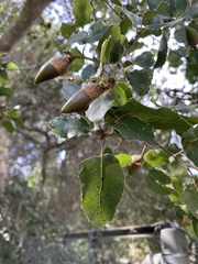 Quercus parvula