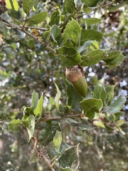 Quercus parvula