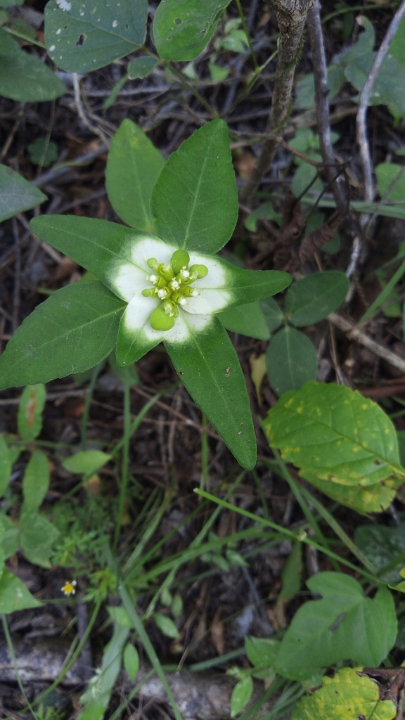 Euphorbia schiedeana