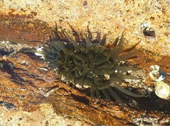 Isactinia olivacea