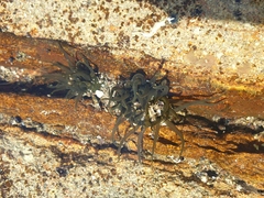 Isactinia olivacea