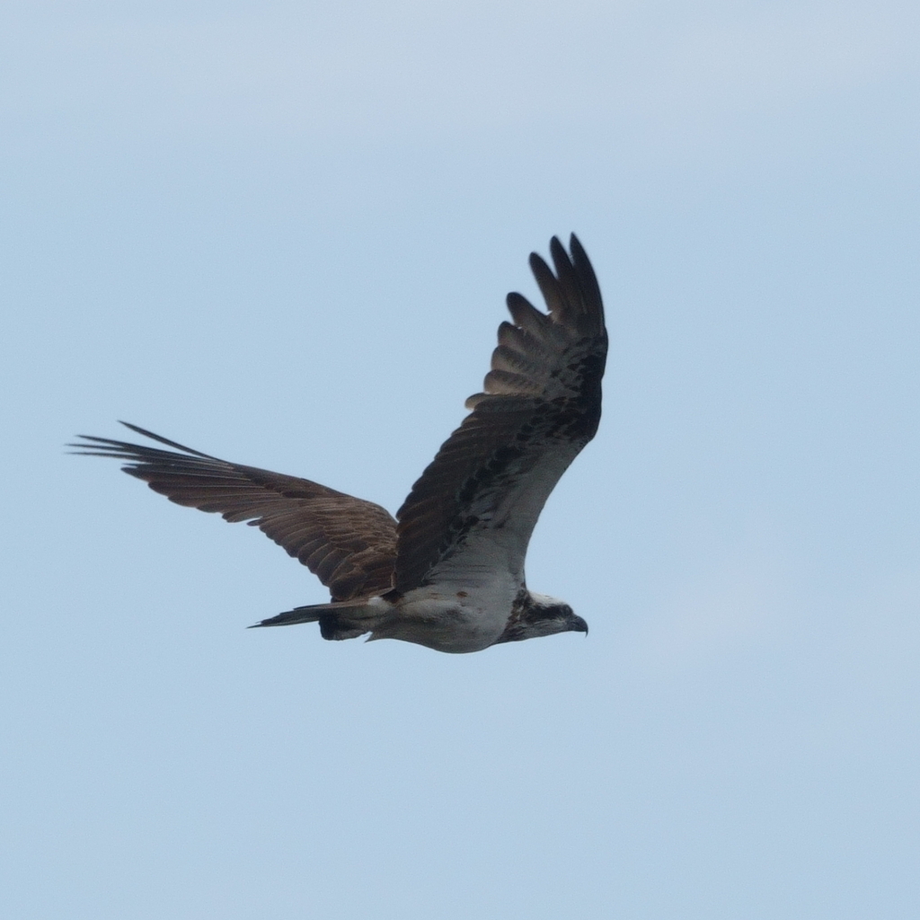 Osprey from Brisbane QLD, Australia on October 17, 2022 at 10:03 AM by ...