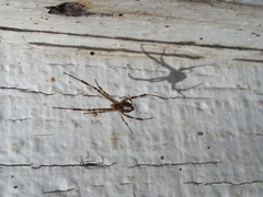 Latrodectus hesperus
