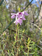 Tetratheca pilosa