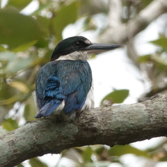 Todiramphus sordidus