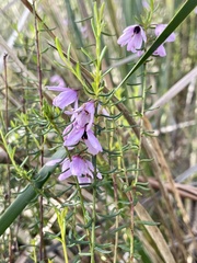 Tetratheca pilosa