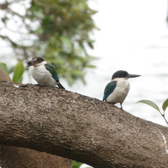 Todiramphus sordidus