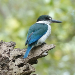 Todiramphus sordidus