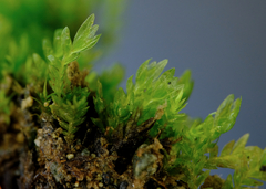 Fissidens ventricosus