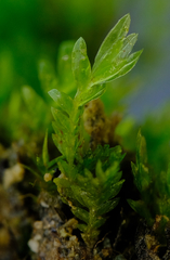 Fissidens ventricosus