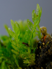Fissidens ventricosus