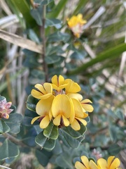 Pultenaea