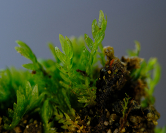 Fissidens ventricosus