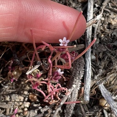 Claytonia parviflora viridis