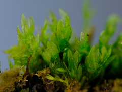 Fissidens ventricosus