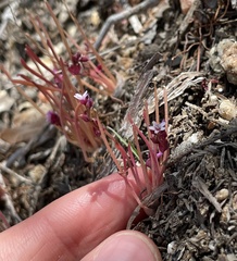 Claytonia parviflora viridis