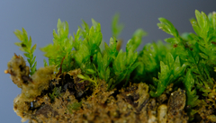 Fissidens ventricosus