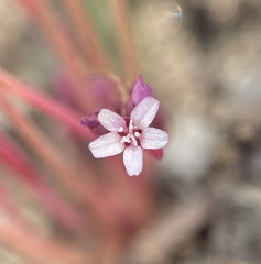 Claytonia parviflora viridis