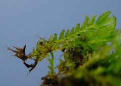 Fissidens ventricosus