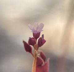 Claytonia parviflora viridis
