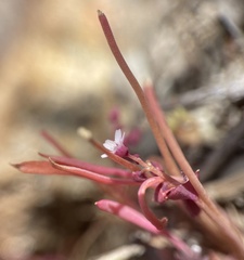 Claytonia parviflora viridis