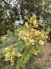 Acacia mearnsii