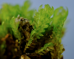 Fissidens ventricosus