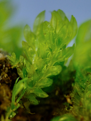 Fissidens ventricosus