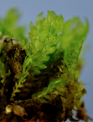 Fissidens ventricosus