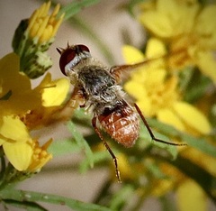Paravilla lacunaris