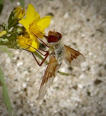 Paravilla lacunaris