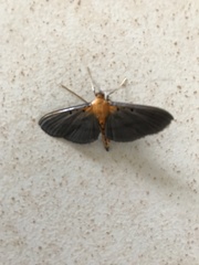 Filodes fulvidorsalis