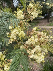 Acacia mearnsii